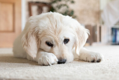 Problemer med din hund? Her er løsningen på de mest almindelige udfordringer