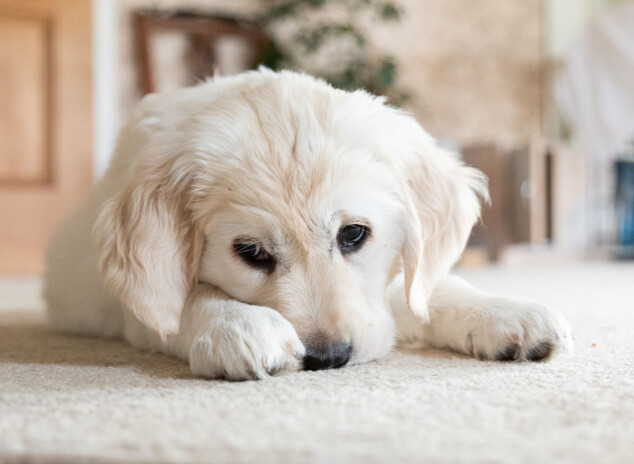 Problemer med din hund? Her er løsningen på de mest almindelige udfordringer