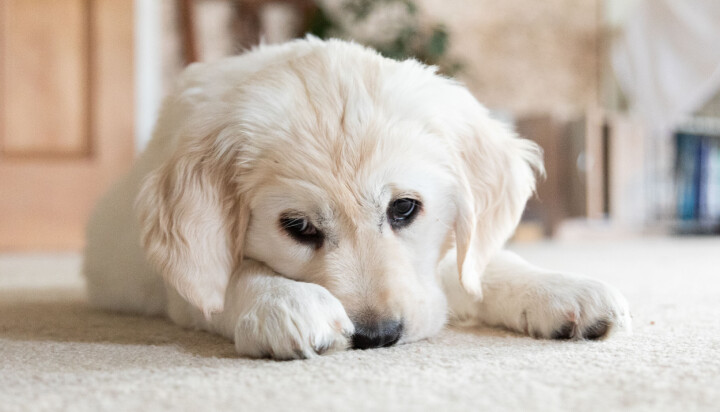 Problemer med din hund? Her er løsningen på de mest almindelige udfordringer