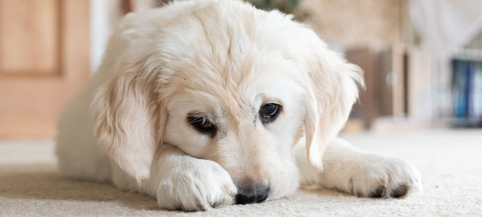 Problemer med din hund? Her er løsningen på de mest almindelige udfordringer