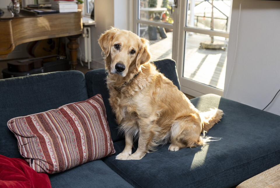 Billede 4 - Hunden Wilmer sidder i sofaen og kigger ind i kameraet