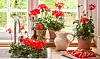 Pelargonier er en klassisk vindueskarmblomst – gerne to-tre ved siden af hinanden i ens lerpotter. Fra slutningen af juli kan du tage stiklinger fra dine smukkeste planter og få endnu flere potter til vindueskarmen næste år. Pelargonier er en klassisk vindueskarmblomst – gerne to-tre ved siden af hinanden i ens lerpotter. Fra slutningen af juli kan du tage stiklinger fra dine smukkeste planter og få endnu flere potter til vindueskarmen næste år.