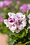 Duftpelargonier fås med de fineste aftegninger på blomsterne. Husk at nippe din plante før færdige plantedele, så den bliver opmuntret til at sætte nye blomster i stedet for at bruge kræfter på at danne frø.
