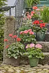 Kan man næsten få for mange? Her skaber pelargonierne en fin, varm velkomst på trappen op til hoveddøren. Lad potterne være nogenlunde neutrale og i matchende farver, så det er blomsterne, der tager scenen.