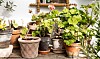 DIY: Sådan får du succes med dine potteplanter