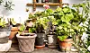DIY: Sådan får du succes med dine potteplanter