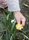 Narcisser er påskens smukkeste blomster: Få inspiration til smukke buketter