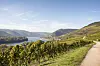Blandt vinrankerne: Rüdesheim er et perfekt udgangspunkt for ture og picnic i det smukke landskab.