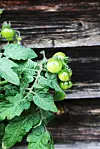 Grön tomatplanta med omogna tomater framför väderbiten trävägg.