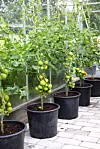 Rader av tomatplantor med gröna och mogna frukter i svarta krukor i ett växthus.