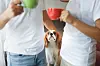 Cavalier King Charles Spaniel mellem par med kaffekrus i lys stue
