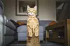 Gingerkat står på bagbenene midt i en stue foran en grå sofa.