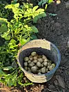 Spand fyldt med små nyopgravede kartofler ved siden af grøn kartoffelplante i markjord.