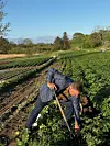 Mand i jakkesæt graver kartofler op i en grøn mark på landet.