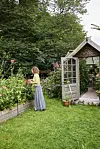 I de store højbede foran drivhuset har Louise sin samling af frodige dahlia, der blomstrer lige til frosten sætter ind.