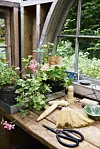 Lupiner og duftgeranium i mindre potter – klar til at blive plantet ud i store krukker og i staudebede.