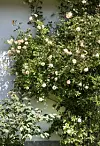 Tæt klatrerose med lyse blomster vokser op ad en hvid husmur i solskin.
