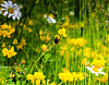 Humlebi på gul tiriltunge omgivet af vilde blomster i en grøn eng