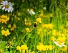 Humlebi på gul tiriltunge omgivet af vilde blomster i en grøn eng