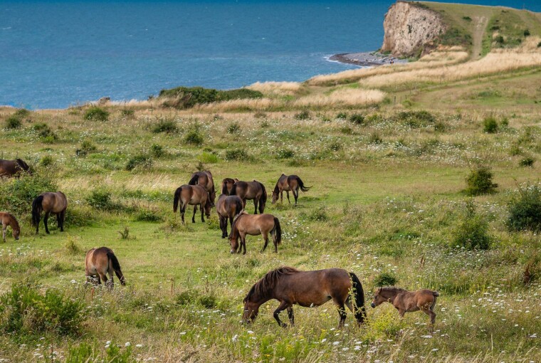 Vilde heste i området mellem Dovns klint og Søgård.