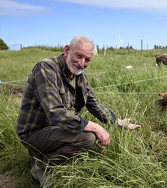 Lasse Korsgaard knæler i græsset ved en flok frilandsgrise på en mark
