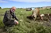 Lasse Korsgaard knæler i græsset ved en flok frilandsgrise på en mark