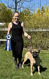 Kvinde holder roset og stor mastiff på græs foran hegn og buske