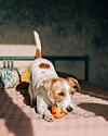 Lille hvid og brun hund leger med orange bold på en seng i sollys