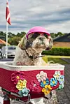 Lille hund med lyserød hjelm i hæklet, blomsterpyntet cykelkurv foran et dansk parcelhus.