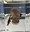 Biologisk vævsprøve flydende i klar væske i rektangulær glasbeholder