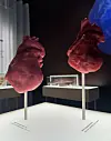 To røde hjerte­modeller på hvide standere i en mørk museumsudstilling