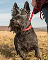 Sort terrier i rød line står i tørt græs på en mark med ejer ved siden af